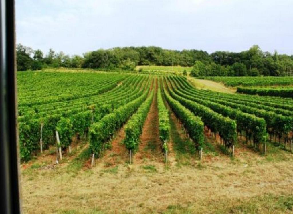 Hotel La Petite Madeleine Castillon-la-Bataille Zewnętrze zdjęcie